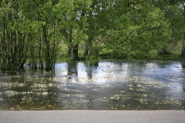 Pond beside Forest Road, Burley