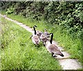 Canada Geese - Family at Hockley Angling Club