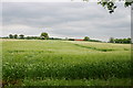 Field at Low Moor, Bagby