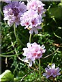 Thrift - Armeria maritima