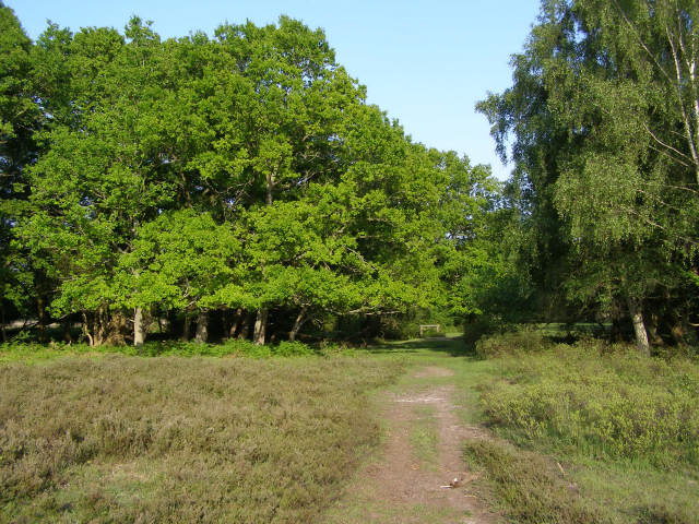 Edge of Foxhill Moor, New Forest