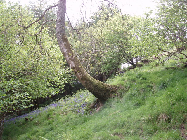 Woodland near the Birches