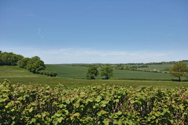 View over hedgerow