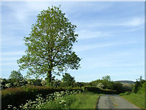 SH4976 : Tree beside a country lane by Nigel Williams