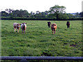 Cows in a field