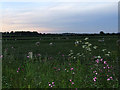 Fields beside the original Cefni river