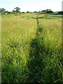 Footpath at Salston Barton