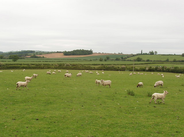 Sheep, Horton-cum-Studley