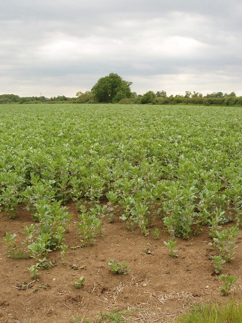 Field of broad beans, near Murcott