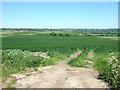 Fields opposite Groveway Farm