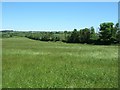 Burston Hill Farm Fields