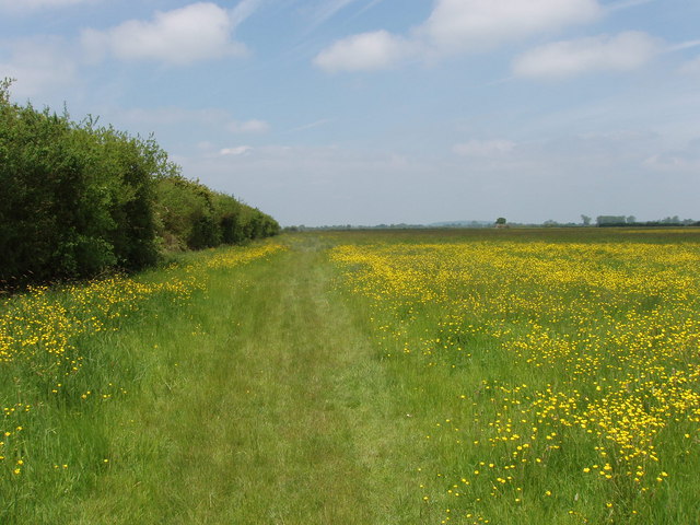 Roman Road on Otmoor, with buttercups