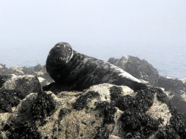 Grey Seal on rocks at Ynys Arw, Skerries.