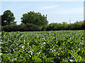 Bean crop, Didcot