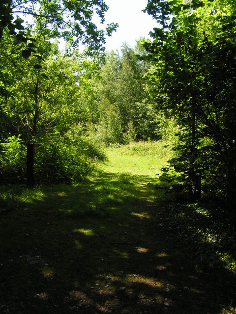 Footpath into the Woods