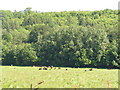 Cattle grazing in front of a woodland