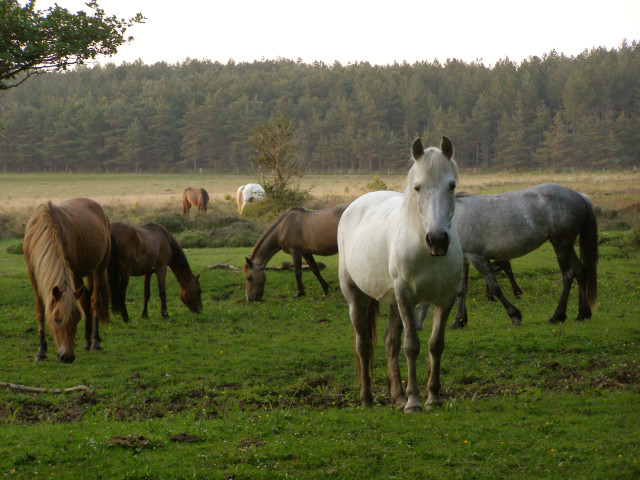 Ponies north of Pottern Ford, New Forest