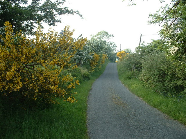 Gorse Lane near Ty'r-dewin