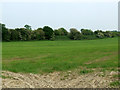 SJ6445 : Old railway embankment in a field by Nigel Williams