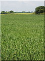 Footpath, hard to follow in wheat field.