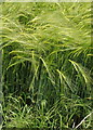 Barley, green before ripening