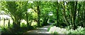 The Road Through Coed Cadw, Llanfaes, Anglesey.