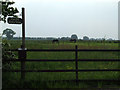 Horses in a field