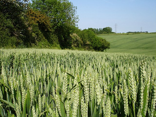 Large fields