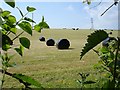 Silage making