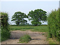 Trees in a field