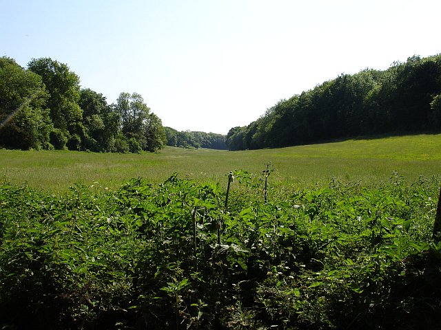 Meadow east of Shulland Wood