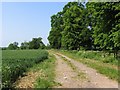 Field, track and trees