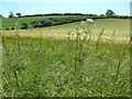 Farmland, north of Downton