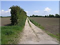 Tall Hedge and Track