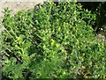 Pineapple mayweed (Chamomilla suaveolens)