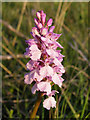 SU3606 : Heath spotted orchid on Yew Tree Heath, New Forest by Jim Champion