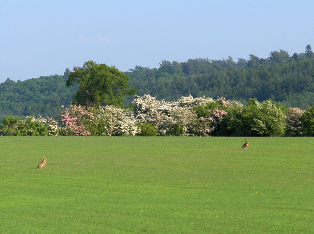 A pair of hares near Gargunnock