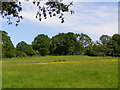 Pasture between High Corner and Dockens Water, New Forest