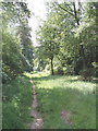 Footpath through Hillock Wood