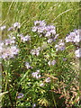 Phacelia plants, cover for game birds