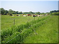 River Thame valley near Upper Winchendon