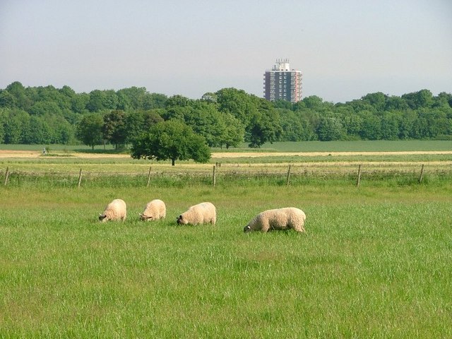 Pasture, Ormesby Grange