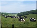 Cattle in field with West Harting Down in background