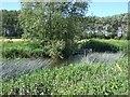 Reeds and River