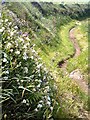 Pembrokeshire coastal path