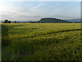 Barley field near Stirling