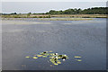 Cilibion: Broad Pool