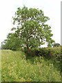SP6710 : Roadside tree near Hornage Farm, Long Crendon by David Hawgood