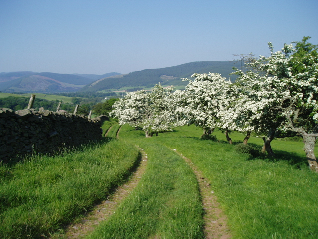 Hawthorn trees by the Southern Upland Way