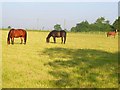 Horses at Washmere Green